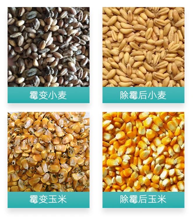 大宗發(fā)霉發(fā)芽小麥如何處理