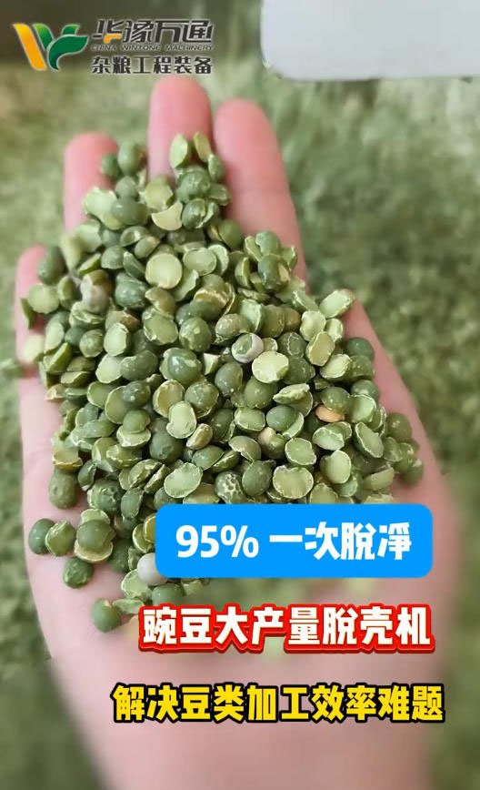 客戶來(lái)料測(cè)試豌豆脫殼機(jī)效果-非常滿意
