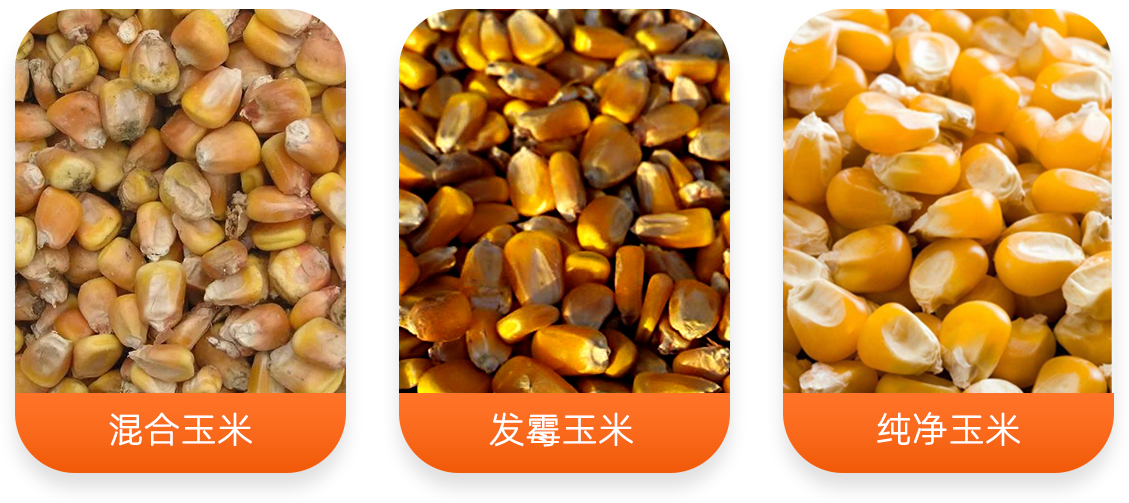 發(fā)芽玉米分選產(chǎn)成品圖