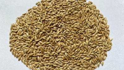 血燕麥脫殼機(jī)解決“黑金谷”燕麥加工廠脫殼技術(shù)難題